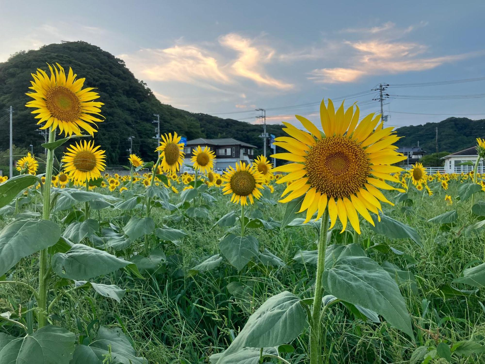 貸別荘吉佐美苑 Shimoda  Buitenkant foto